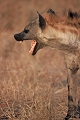  afrique du sud 
 hyene 
 parc kruger 